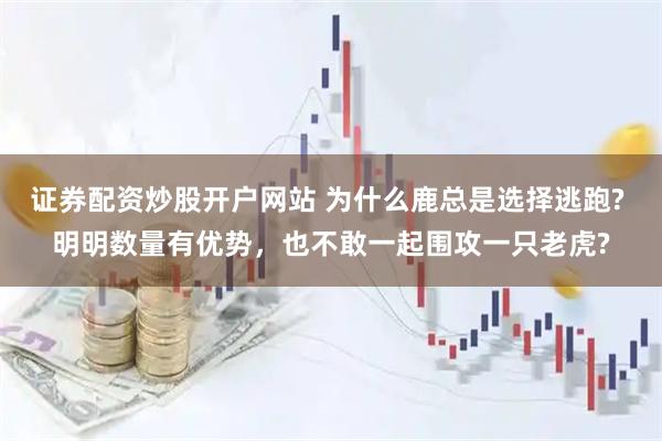 证券配资炒股开户网站 为什么鹿总是选择逃跑? 明明数量有优势，也不敢一起围攻一只老虎?